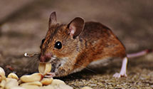 24 Hour & Emergency Exterminators in Fort Caswell, NC
